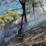 Doğaya Destek Konseri