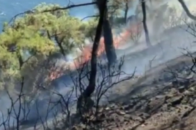 Doğaya Destek Konseri