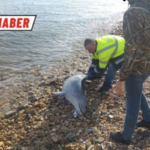 E979FDA1-4008-405D-B7CC-8E4E59312B9B