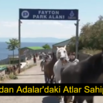 atlar sahiplendiriliyor