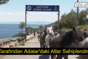 atlar sahiplendiriliyor