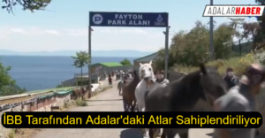 atlar sahiplendiriliyor