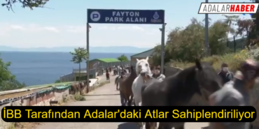 atlar sahiplendiriliyor